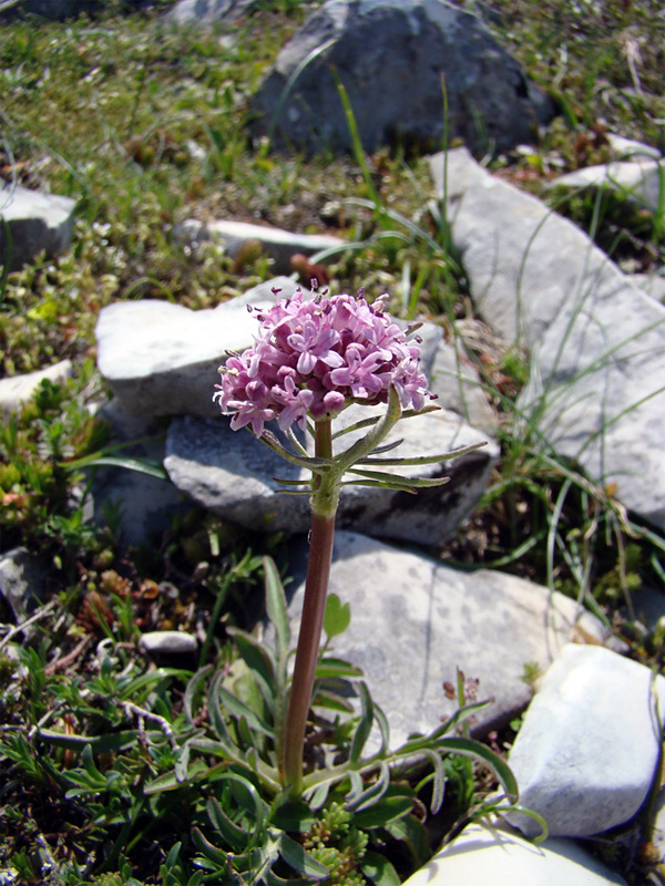 Valeriana tuberosa / Valeriana tuberosa